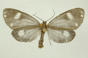  ( - INB0003880633)  @11 [ ] Copyright (2012) Juan Mata Lorenzen Unspecified