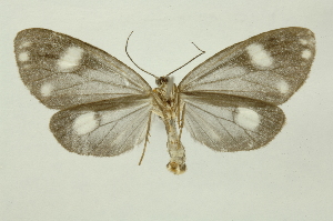  ( - INB0003880633)  @11 [ ] Copyright (2012) Juan Mata Lorenzen Unspecified