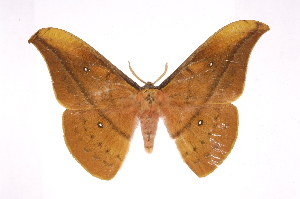  (Copaxa syntheratoides - INB0003968424)  @15 [ ] Copyright (2012) I. Chacon Instituto Nacional de Biodiversidad