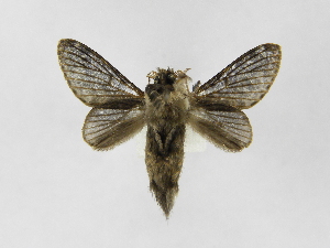  ( - INB0004027646)  @13 [ ] Copyright (2012) J. Montero Instituto Nacional de Biodiversidad