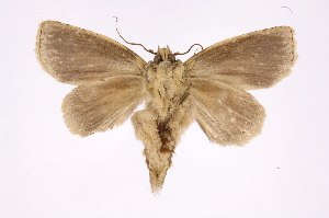  ( - INB0004080991)  @14 [ ] Copyright (2012) I. Chacon Instituto Nacional de Biodiversidad