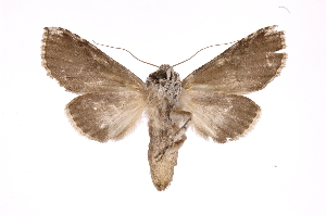  (Sericochroa luculentaICG02 - INB0004110938)  @12 [ ] Copyright (2012) I. Chacon Instituto Nacional de Biodiversidad
