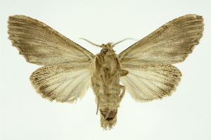  ( - INB0004137567)  @12 [ ] Copyright (2012) Juan Mata Lorenzen Unspecified