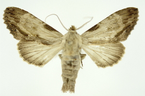  ( - INB0004137569)  @12 [ ] Copyright (2012) Juan Mata Lorenzen Unspecified