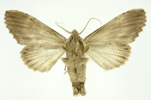  ( - INB0004137569)  @12 [ ] Copyright (2012) Juan Mata Lorenzen Unspecified