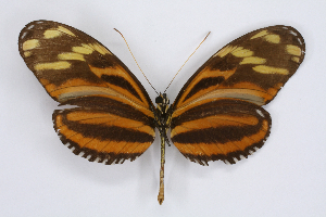  ( - INB0004170136)  @15 [ ] CreativeCommons - Attribution Non-Commercial Share-Alike  National Biodiversity Institute of Costa Rica National Biodiversity Institute of Costa Rica