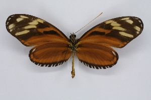  ( - INB0004183511)  @14 [ ] CreativeCommons - Attribution Non-Commercial Share-Alike  National Biodiversity Institute of Costa Rica National Biodiversity Institute of Costa Rica