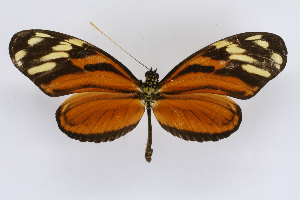  ( - INB0004183511)  @14 [ ] CreativeCommons - Attribution Non-Commercial Share-Alike  National Biodiversity Institute of Costa Rica National Biodiversity Institute of Costa Rica