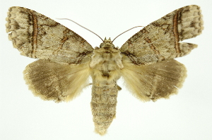  ( - INB0004189521)  @14 [ ] Copyright (2012) Juan Mata Lorenzen Unspecified