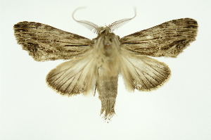  ( - INB0004204307)  @12 [ ] Copyright (2012) Juan Mata Lorenzen Unspecified