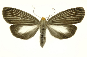  (Scotura leucophlepsDHJ02 - INB0004205772)  @14 [ ] Copyright (2012) Juan Mata Lorenzen Unspecified