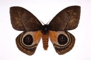  ( - INB0004208596)  @14 [ ] Copyright (2012) I. Chacon Instituto Nacional de Biodiversidad