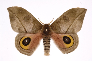  ( - INB0004211843)  @14 [ ] Copyright (2012) I. Chacon Instituto Nacional de Biodiversidad