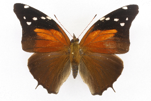  (Historis acheronta - INB0004212686)  @15 [ ] CreativeCommons - Attribution Non-Commercial Share-Alike (2012) National Biodiversity Institute of Costa Rica National Biodiversity Institute of Costa Rica