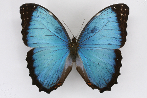  (Morpho polybaptus - INB0004215629)  @15 [ ] CreativeCommons - Attribution Non-Commercial Share-Alike (2012) National Biodiversity Institute of Costa Rica National Biodiversity Institute of Costa Rica