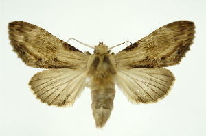  ( - INB0004222523)  @12 [ ] Copyright (2012) Juan Mata Lorenzen Unspecified