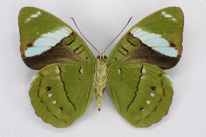  (Epicaliini - INB0004226901)  @15 [ ] CreativeCommons - Attribution Non-Commercial Share-Alike (2012) National Biodiversity Institute of Costa Rica National Biodiversity Institute of Costa Rica