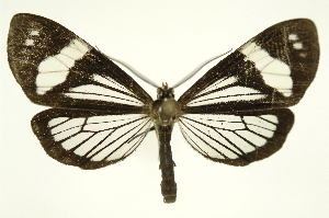  (Phanoptis vitrina - INB0004265263)  @15 [ ] Copyright (2012) Juan Mata Lorenzen Unspecified