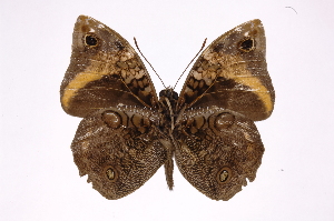  (Opsiphanes chiriquensisICG02 - INB0004278012)  @14 [ ] Copyright (2012) I. Chacon Instituto Nacional de Biodiversidad