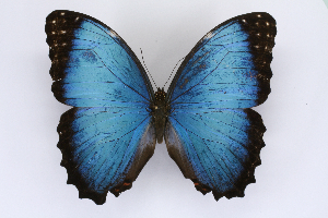  (Morpho polybaptus - INB0004278041)  @15 [ ] CreativeCommons - Attribution Non-Commercial Share-Alike  National Biodiversity Institute of Costa Rica National Biodiversity Institute of Costa Rica