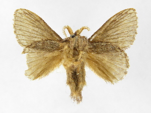  ( - INBIOCRI000274687)  @13 [ ] Copyright (2012) J. Montero Instituto Nacional de Biodiversidad