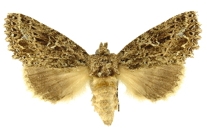  ( - INBIOCRI000478076)  @14 [ ] Copyright (2012) Juan Mata Lorenzen INBio