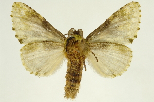  ( - INBIOCRI000532252)  @14 [ ] Copyright (2012) Juan Mata Lorenzen INBio
