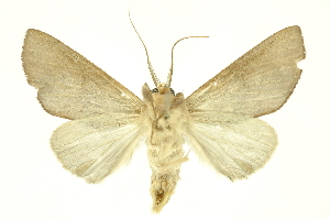  ( - INBIOCRI000542910)  @14 [ ] Copyright (2012) Juan Mata Lorenzen INBio