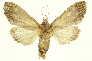  ( - INBIOCRI000579694)  @12 [ ] Copyright (2012) Juan Mata Lorenzen INBio