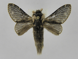  ( - INBIOCRI000622721)  @13 [ ] Copyright (2012) J. Montero Instituto Nacional de Biodiversidad