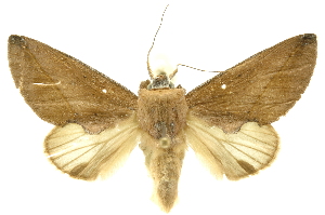  ( - INBIOCRI000672571)  @11 [ ] Copyright (2012) Juan Mata Lorenzen INBio