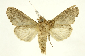  ( - INBIOCRI000694702)  @12 [ ] Copyright (2012) Juan Mata Lorenzen INBio