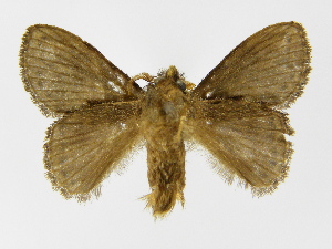  ( - INBIOCRI000755223)  @12 [ ] Copyright (2012) J. Montero Instituto Nacional de Biodiversidad