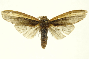  ( - INBIOCRI000809420)  @11 [ ] Copyright (2012) Juan Mata Lorenzen INBio