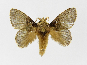  (Euglyphis larundina - INBIOCRI001132189)  @14 [ ] Copyright (2012) J. Montero Instituto Nacional de Biodiversidad