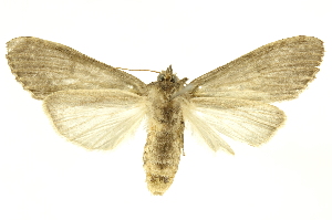  ( - INBIOCRI001296596)  @13 [ ] Copyright (2012) Juan Mata Lorenzen INBio