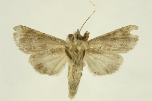  ( - INBIOCRI001372487)  @13 [ ] Copyright (2012) Juan Mata Lorenzen INBio