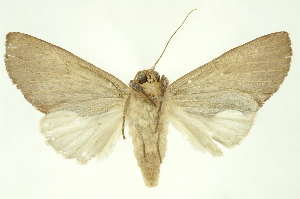  ( - INBIOCRI001374877)  @13 [ ] Copyright (2012) Juan Mata Lorenzen INBio