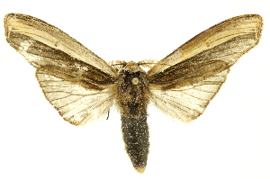  ( - INBIOCRI001375433)  @14 [ ] Copyright (2012) Juan Mata Lorenzen INBio
