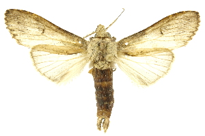  ( - INBIOCRI001378048)  @13 [ ] Copyright (2012) Juan Mata Lorenzen INBio