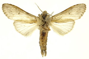  ( - INBIOCRI001378048)  @13 [ ] Copyright (2012) Juan Mata Lorenzen INBio