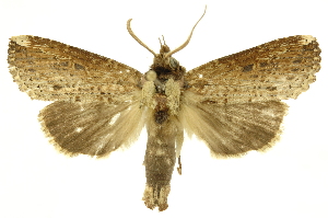  ( - INBIOCRI001619303)  @13 [ ] Copyright (2012) Juan Mata Lorenzen INBio