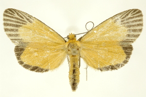  ( - INBIOCRI001631915)  @11 [ ] Copyright (2012) Juan Mata Lorenzen INBio