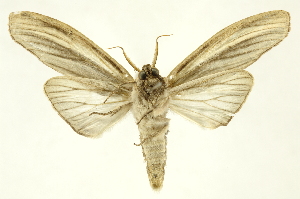  ( - INBIOCRI001645854)  @14 [ ] Copyright (2012) Juan Mata Lorenzen INBio