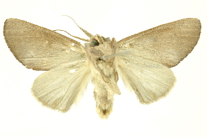  ( - INBIOCRI001645875)  @14 [ ] Copyright (2012) Juan Mata Lorenzen INBio