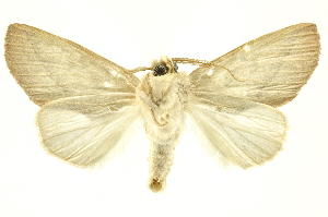  ( - INBIOCRI001700748)  @13 [ ] Copyright (2012) Juan Mata Lorenzen INBio