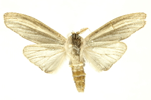  ( - INBIOCRI001700829)  @14 [ ] Copyright (2012) Juan Mata Lorenzen INBio