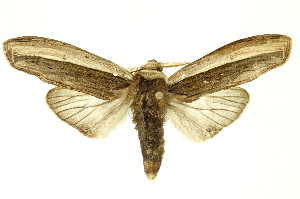  ( - INBIOCRI001700831)  @11 [ ] Copyright (2012) Juan Mata Lorenzen INBio