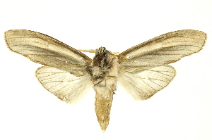  ( - INBIOCRI001700831)  @11 [ ] Copyright (2012) Juan Mata Lorenzen INBio