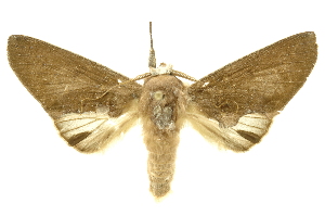  ( - INBIOCRI001743876)  @14 [ ] Copyright (2012) Juan Mata Lorenzen INBio
